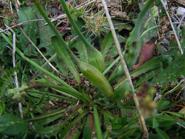 Hypochaeris radicata / Costolina giuncolina