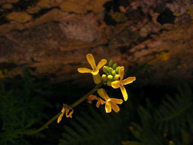 Sucowia balearica