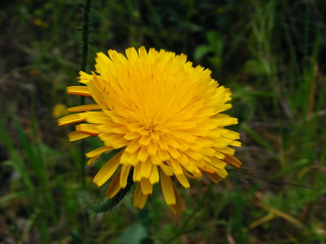 Hypochaeris achyrophorus / Costolina annuale