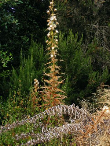 Ptilostemon casabonae / cardo di Casabona