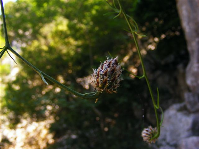 Centaurea filiformis / fiordaliso filiforme