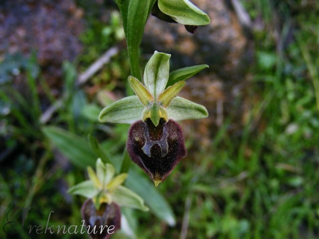 Ophrys morisii  ?