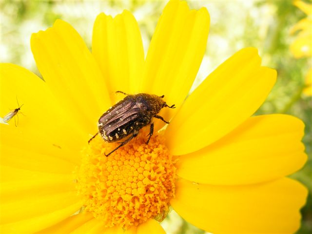 insetto impollinatore cos''? - Oxythyrea funesta