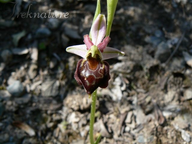 Ophrys da riconoscere