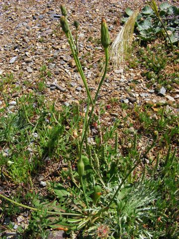 Hypochaeris radicata / Costolina giuncolina