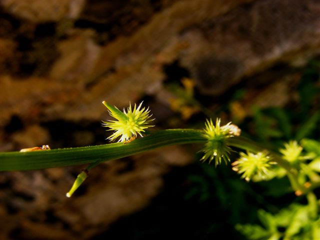 Sucowia balearica