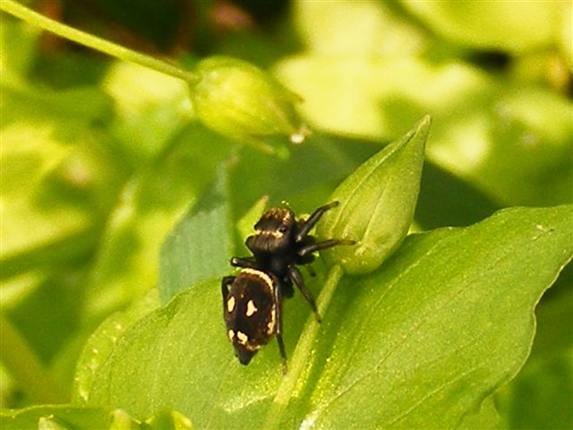 Heliophanus sp.