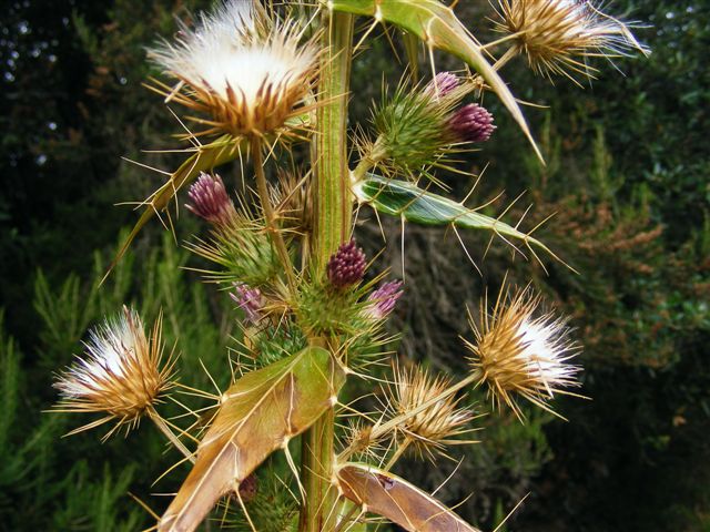 Ptilostemon casabonae / cardo di Casabona