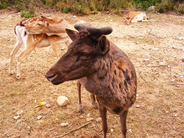 Il Daino in Sardegna