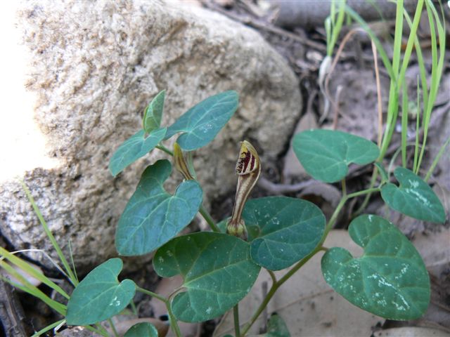 Endemismo sardo:  Aristolochia tyrrhena  Nardi &Arrigoni