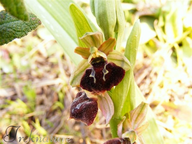 Ophrys da determinare 3