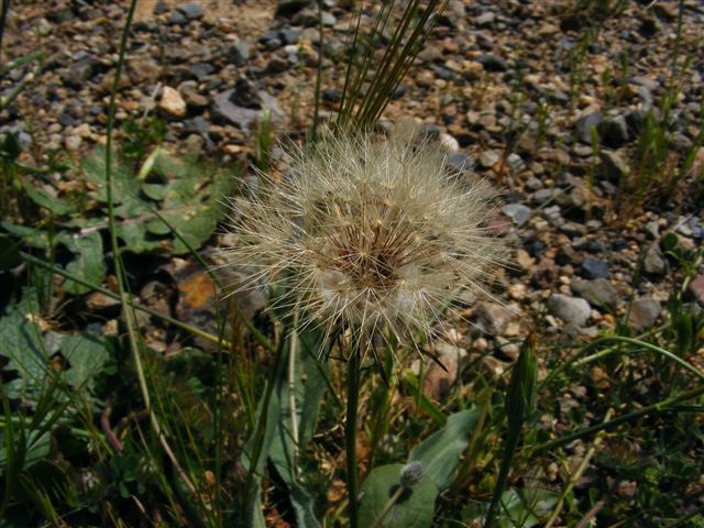 Hypochaeris radicata / Costolina giuncolina