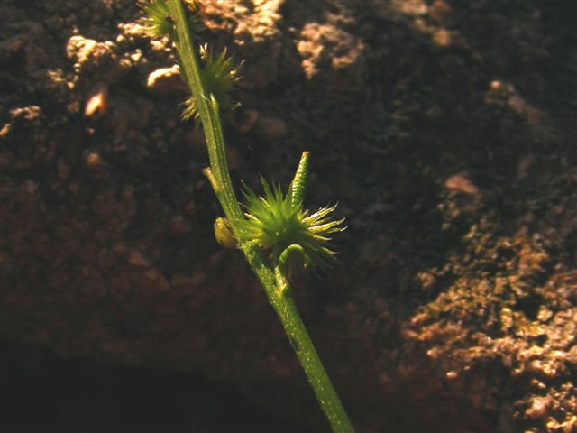 Sucowia balearica