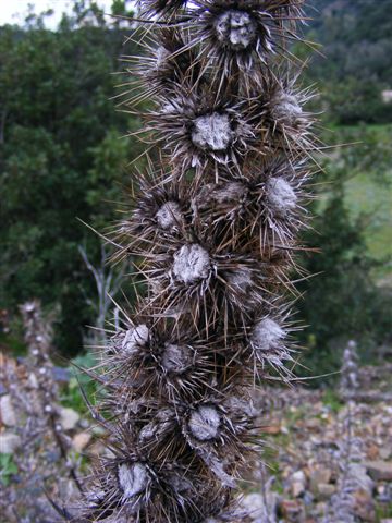 Ptilostemon casabonae / cardo di Casabona