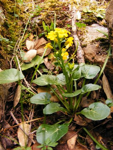 Barbarea rupicola / Erba di S. Barbara di Sardegna