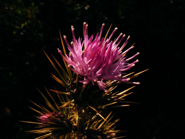 Ptilostemon casabonae / cardo di Casabona