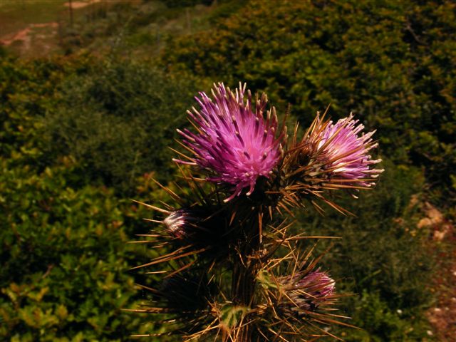 Ptilostemon casabonae / cardo di Casabona