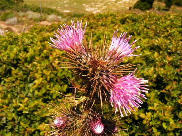 Ptilostemon casabonae / cardo di Casabona