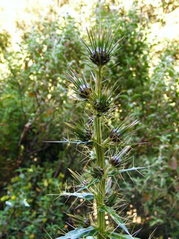 Ptilostemon casabonae / cardo di Casabona