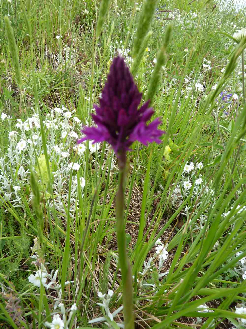 anacamptis pyramidalis tanayensis ?