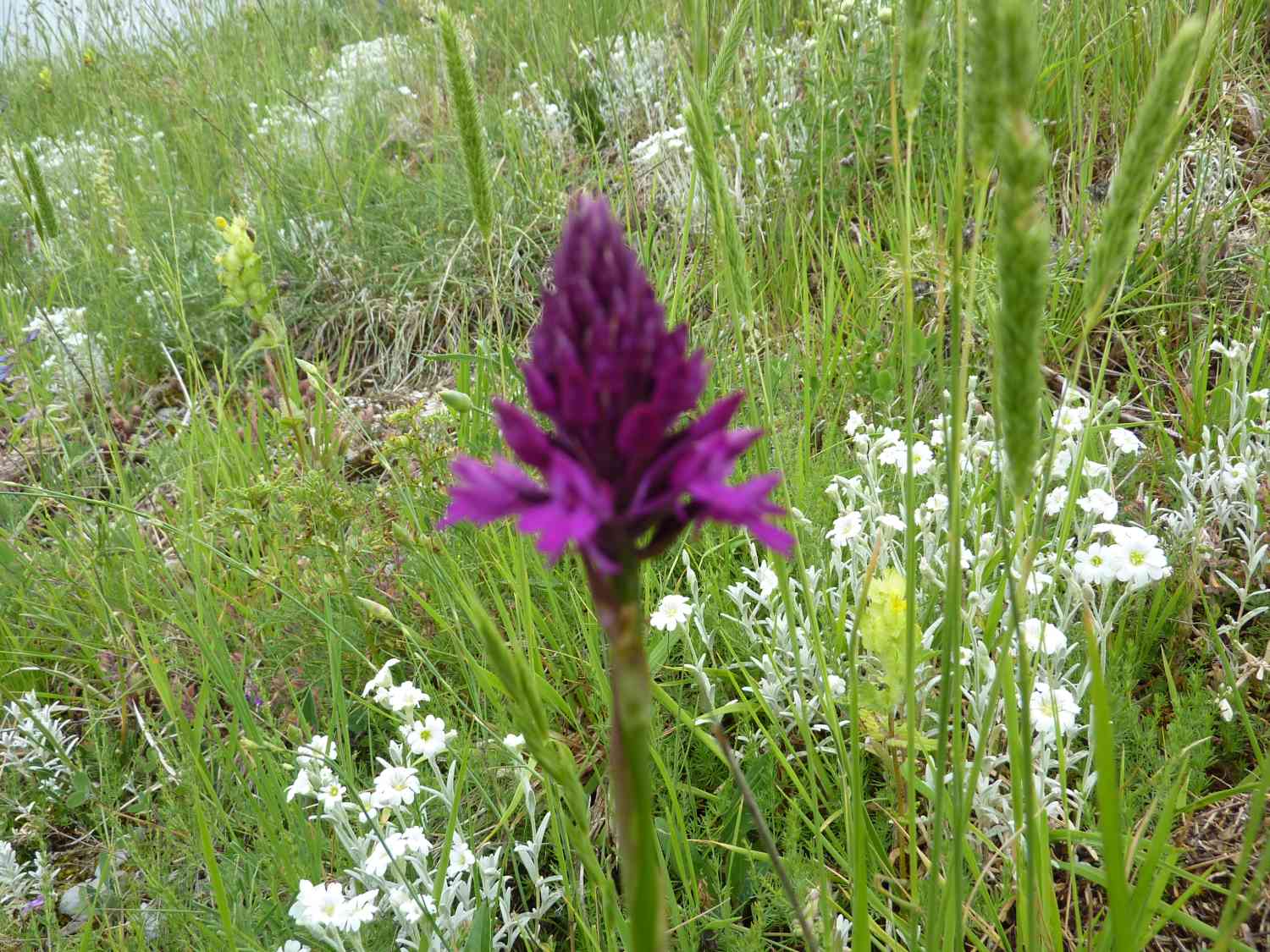 anacamptis pyramidalis tanayensis ?