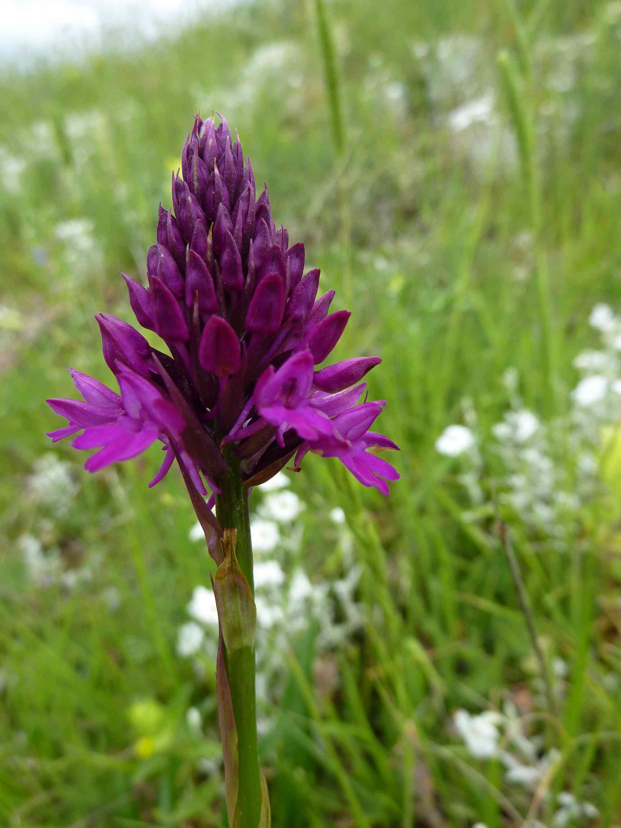 anacamptis pyramidalis tanayensis ?