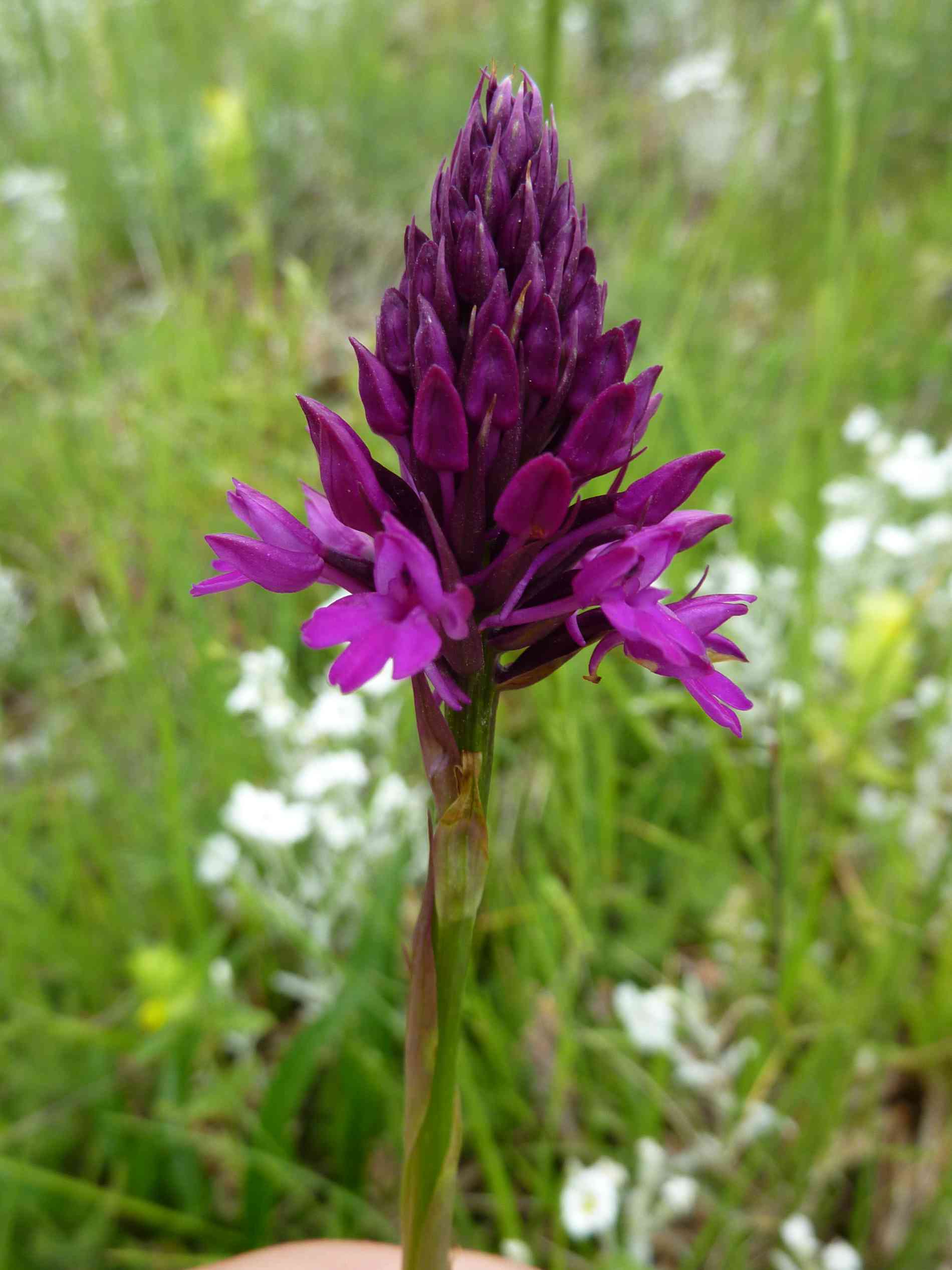 anacamptis pyramidalis tanayensis ?