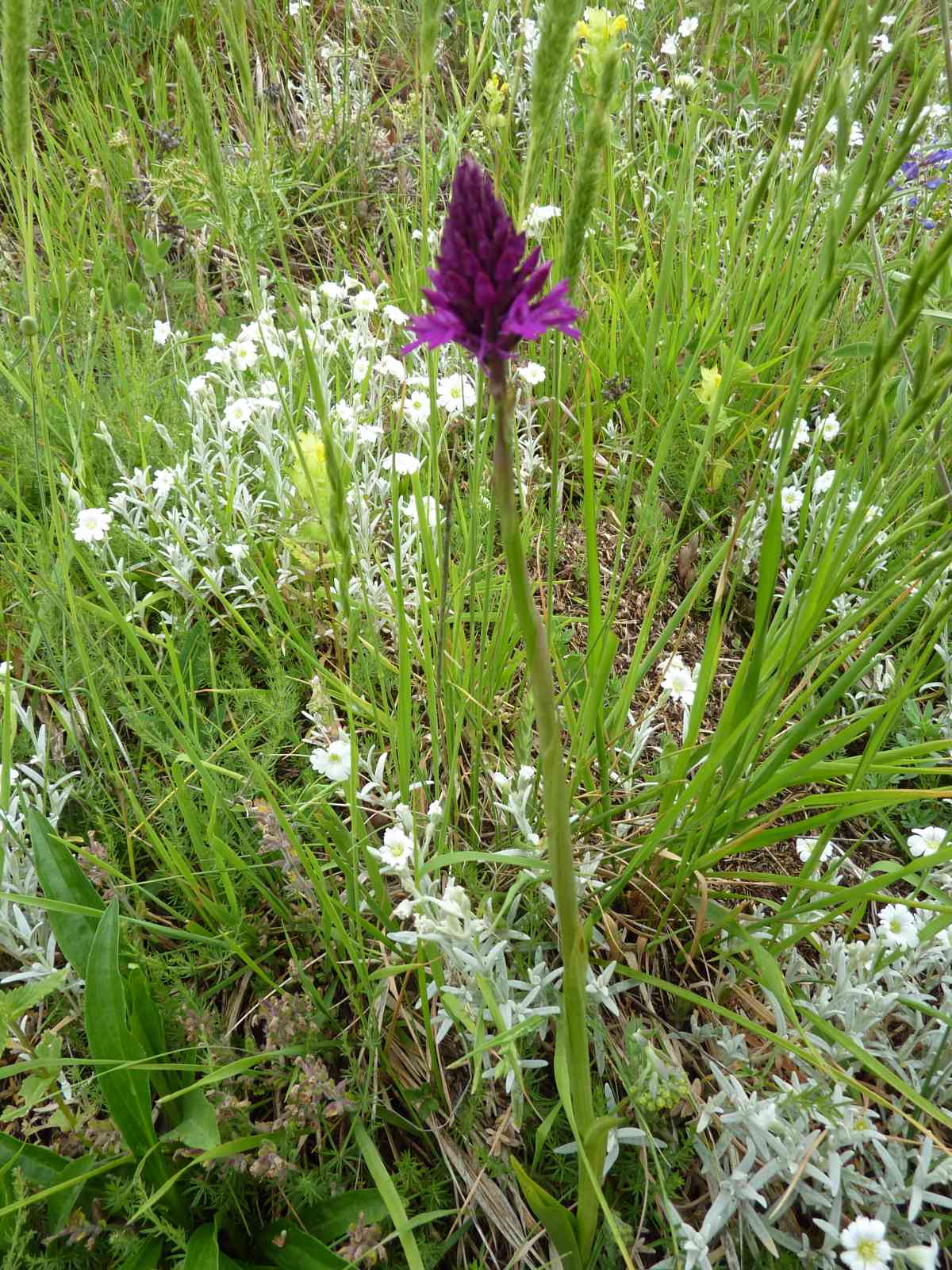 anacamptis pyramidalis tanayensis ?