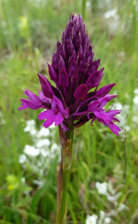 anacamptis pyramidalis tanayensis ?