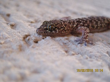 l''hemidactylus turcicus si risveglia