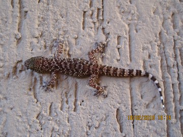 l''hemidactylus turcicus si risveglia