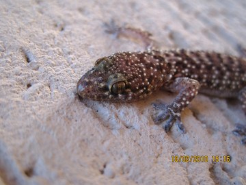 l''hemidactylus turcicus si risveglia