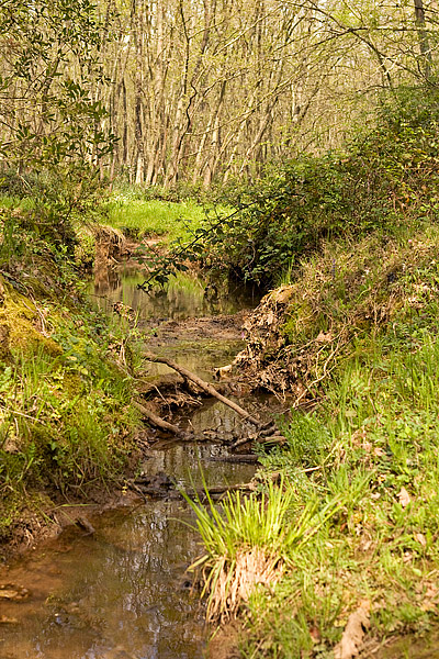 il bosco di foglino (RM)