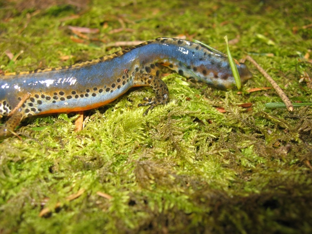 anfibi favolosi nel casentino