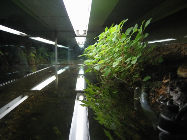 I Terracquari del Centro di Entomologia - Piombino (LI)