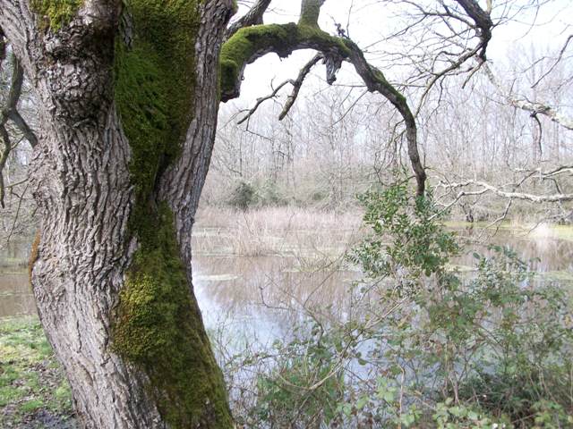 il bosco di foglino (RM)