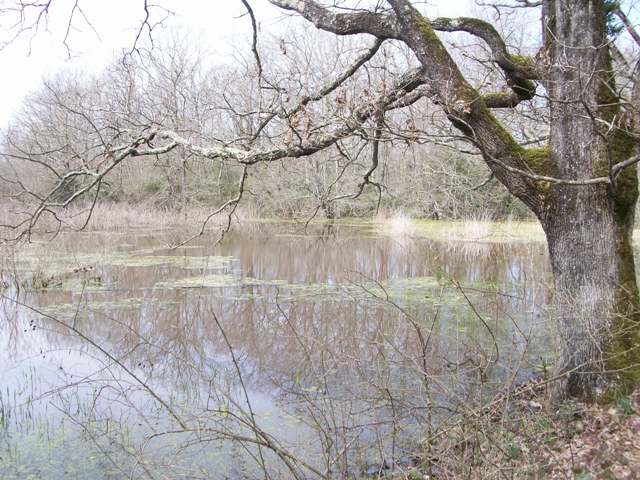 il bosco di foglino (RM)