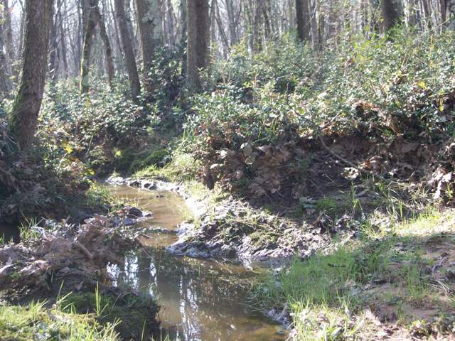 il bosco di foglino (RM)