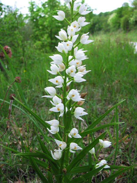 Cephalanthera longifolia