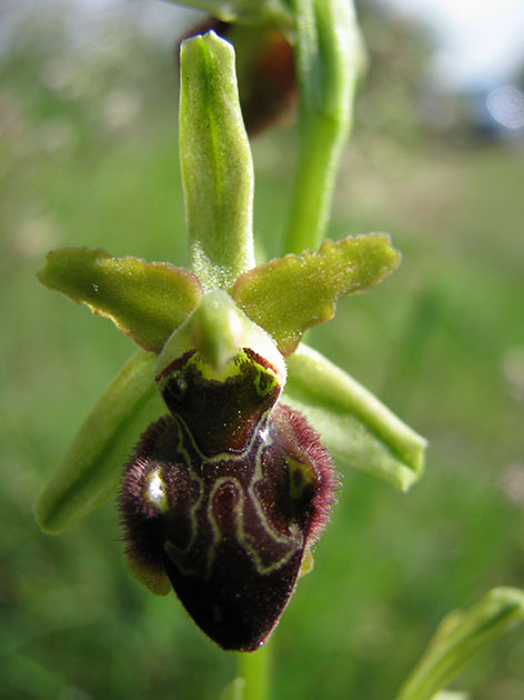 Ophrys sphegodes?