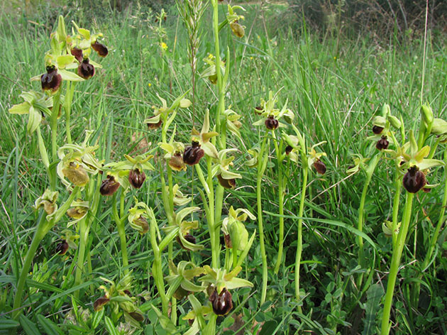 Ophrys sphegodes?