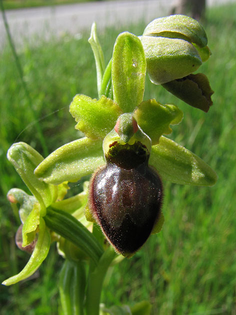 Ophrys sphegodes?