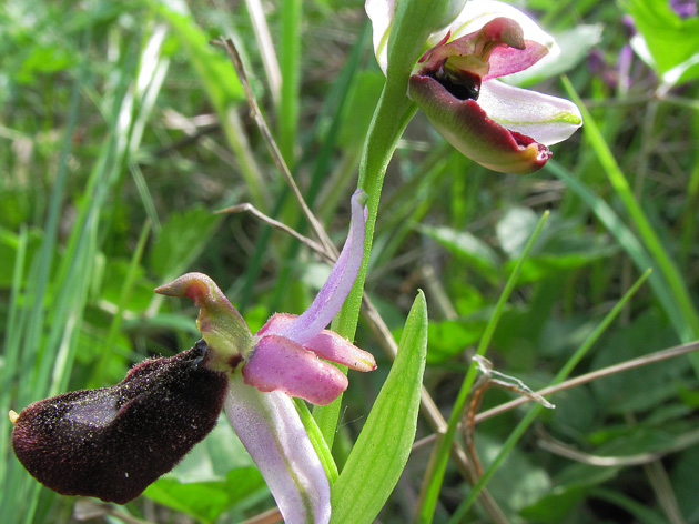 Orchidee del Garda 4