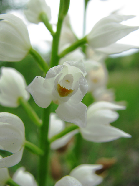 Cephalanthera longifolia