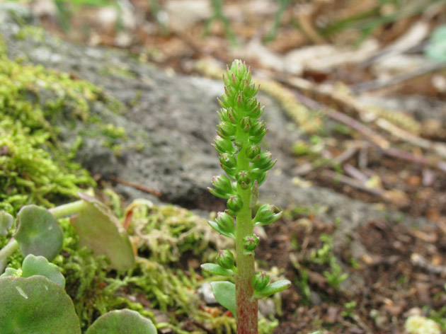 Umbilicus rupestris / Ombelico di Venere