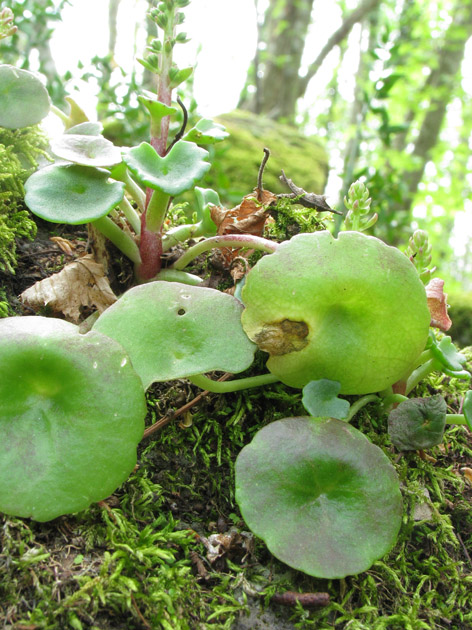 Umbilicus rupestris / Ombelico di Venere