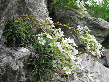 Saxifraga callosa