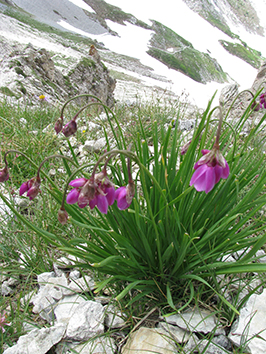 Allium narcissiflorum