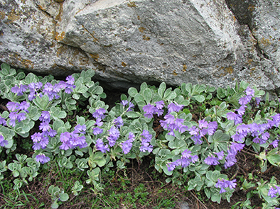 Primula marginata / Primula impolverata