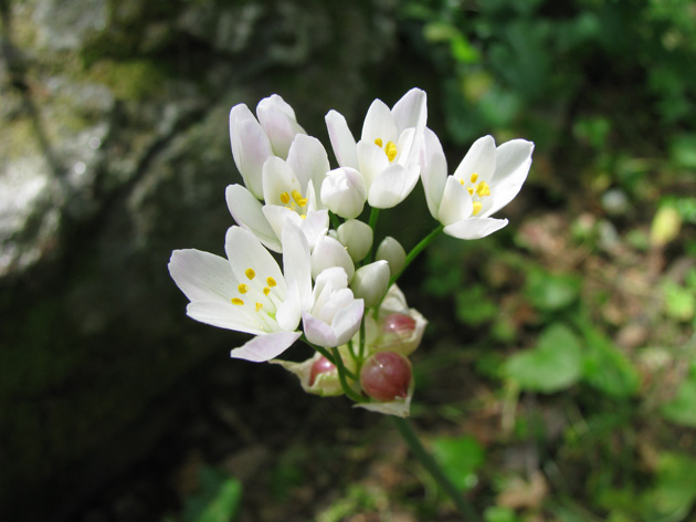 Allium roseum